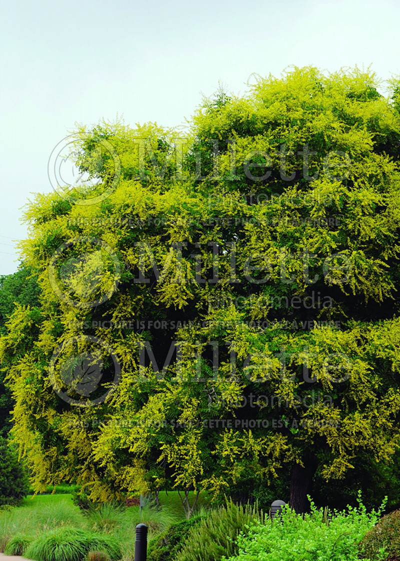 Koelreuteria paniculata (Golden rain tree) 5 
