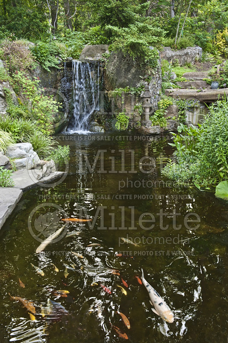 Landscaping ponds and Koi fishes - pond (Landscaping) 6