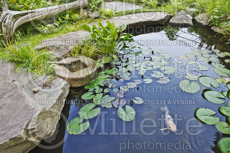 Landscaping ponds and Koi fishes - pond (Landscaping) 5