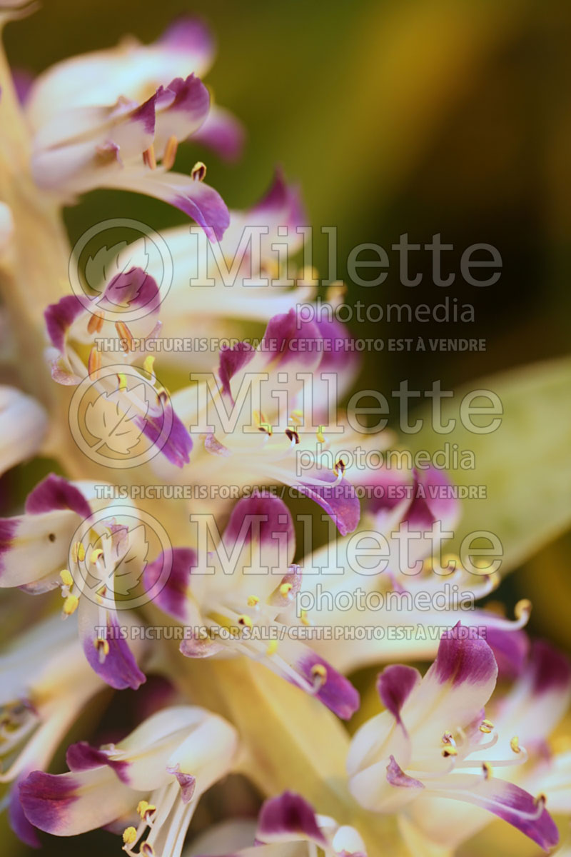 Lachenalia kliprandensis (Wild hyacinth) 1 