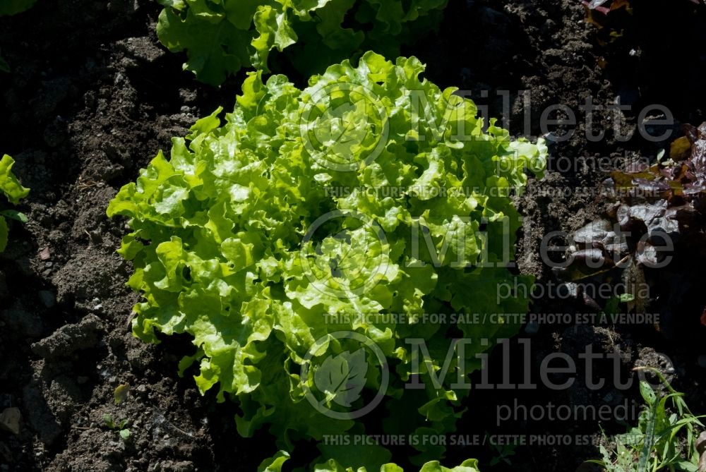 Lactuca Green Salad Bowl (Lettuce vegetable - laitue) 2 