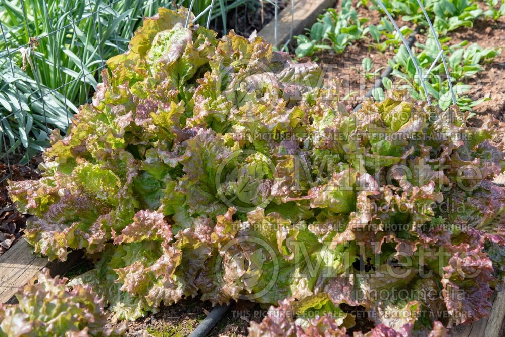 Lactuca New Red Fire (Lettuce vegetable - laitue) 4 