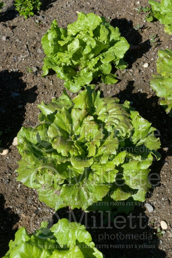 Lactuca Sierra (Lettuce vegetable - laitue) 2 