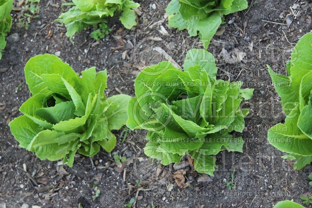 Lactuca Paris Island Romaine (Lettuce vegetable – laitue) 1 