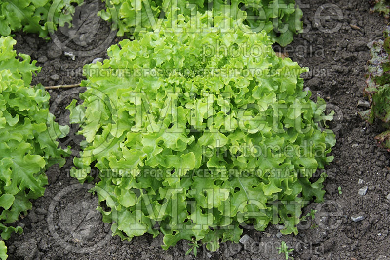 Lactuca Green Salad Bowl (Lettuce vegetable - laitue) 1 