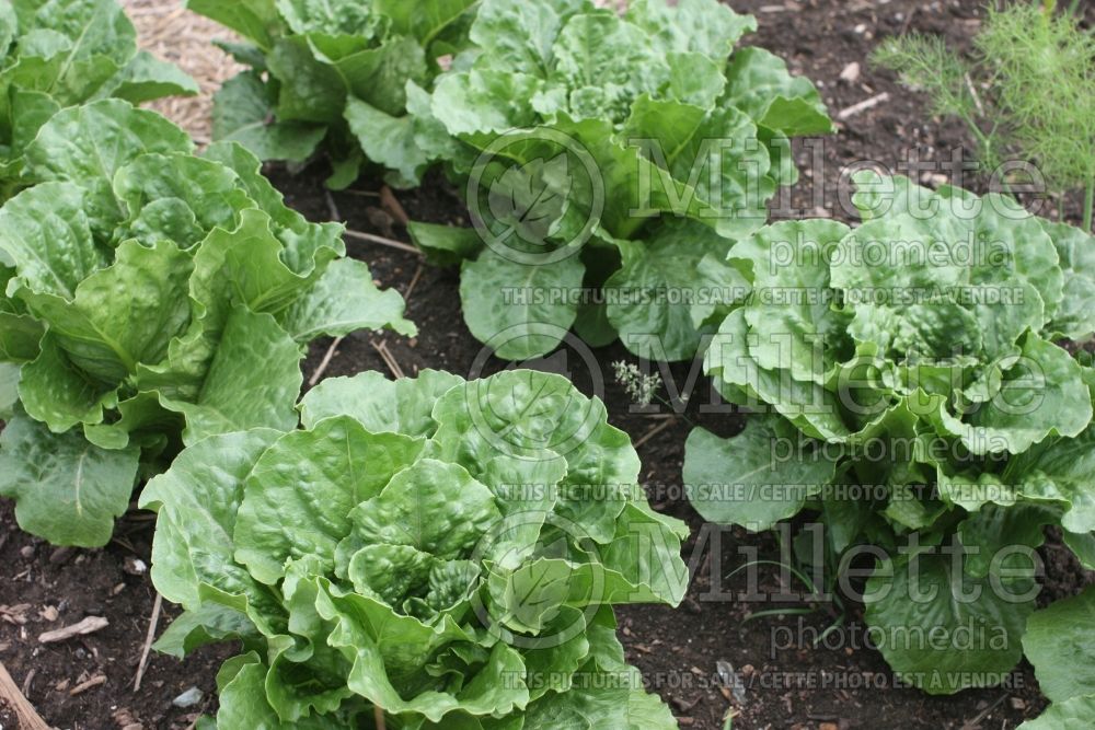 Lactuca Green Towers (Lettuce vegetable - laitue) 2