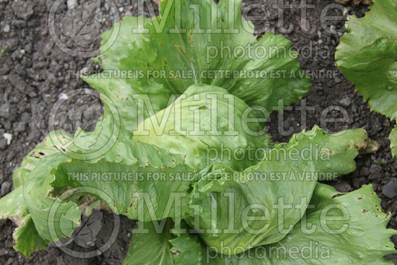 Lactuca Mighty Joe (Lettuce vegetable - laitue) 1
