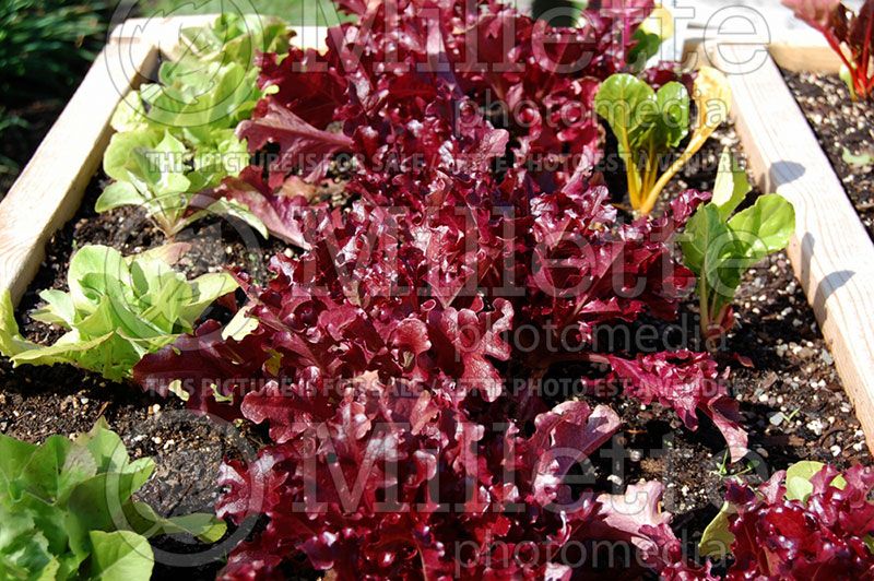 Lactuca Red Salad Bowl (Lettuce vegetable - laitue) 2 