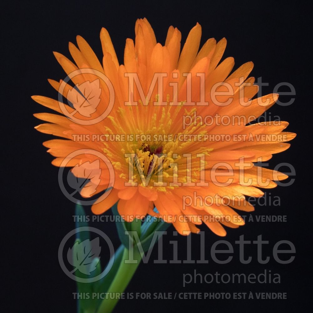 Lampranthus Orange Form (Orange Ice Plant succulent )  2 