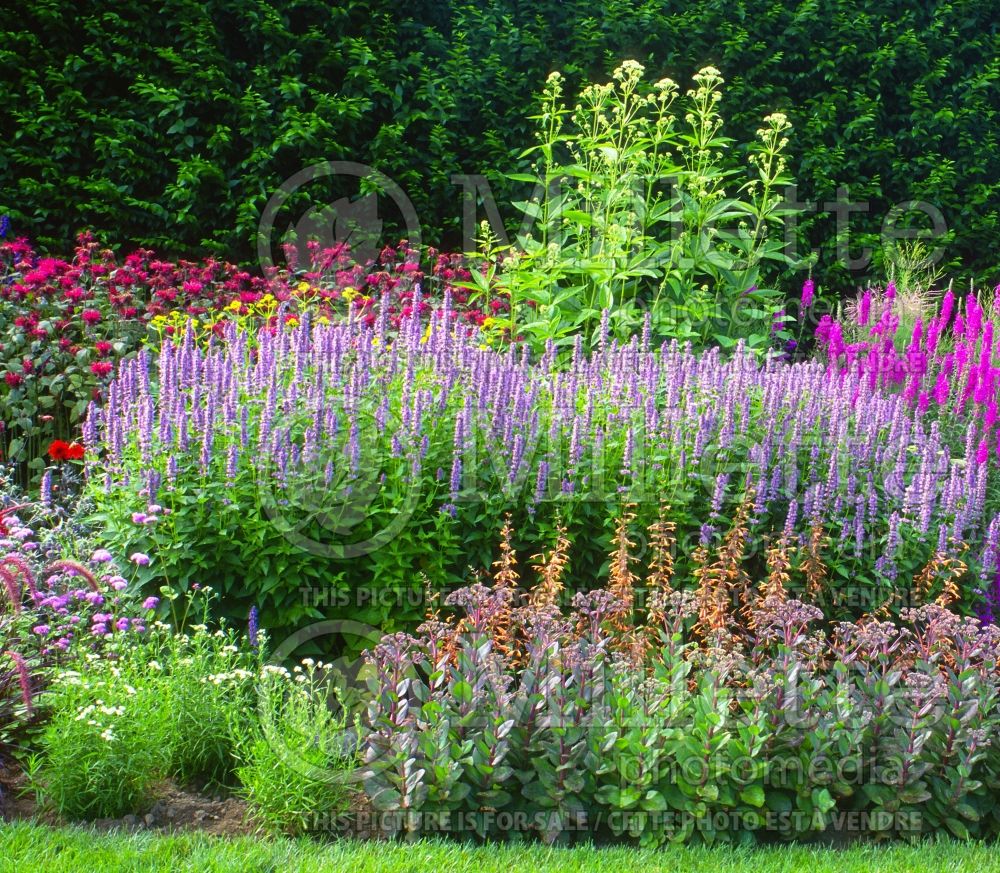 Landscaping with Agastache Blue Fortune and other perennials 2