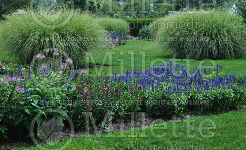 Landscaping with salvia and miscanthus 1