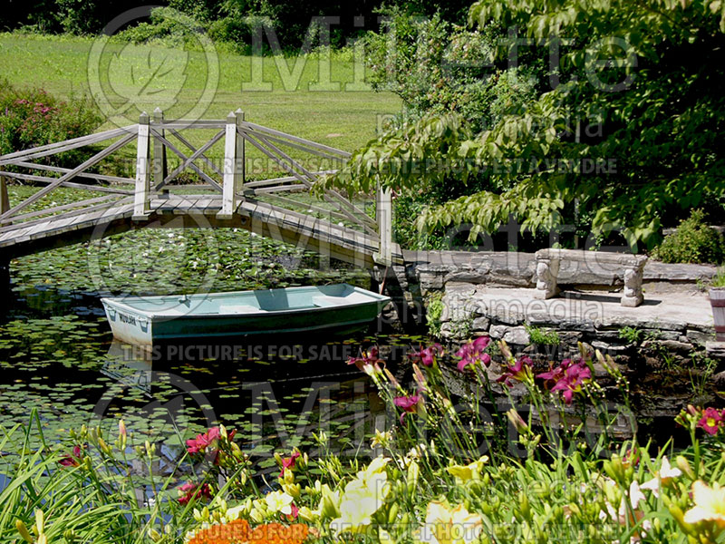 Landscaping with pond - pond - (boat and bridge)  65