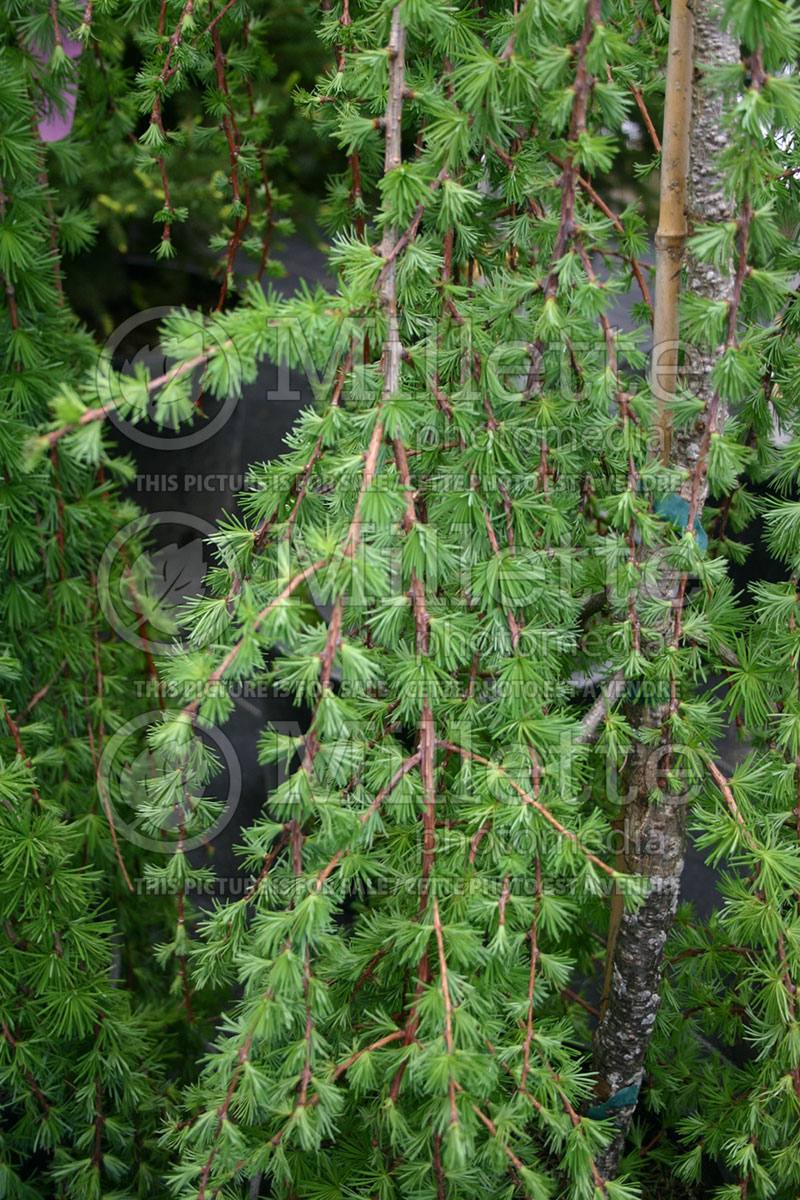 Larix Pendula (Weeping Larch conifer )   1