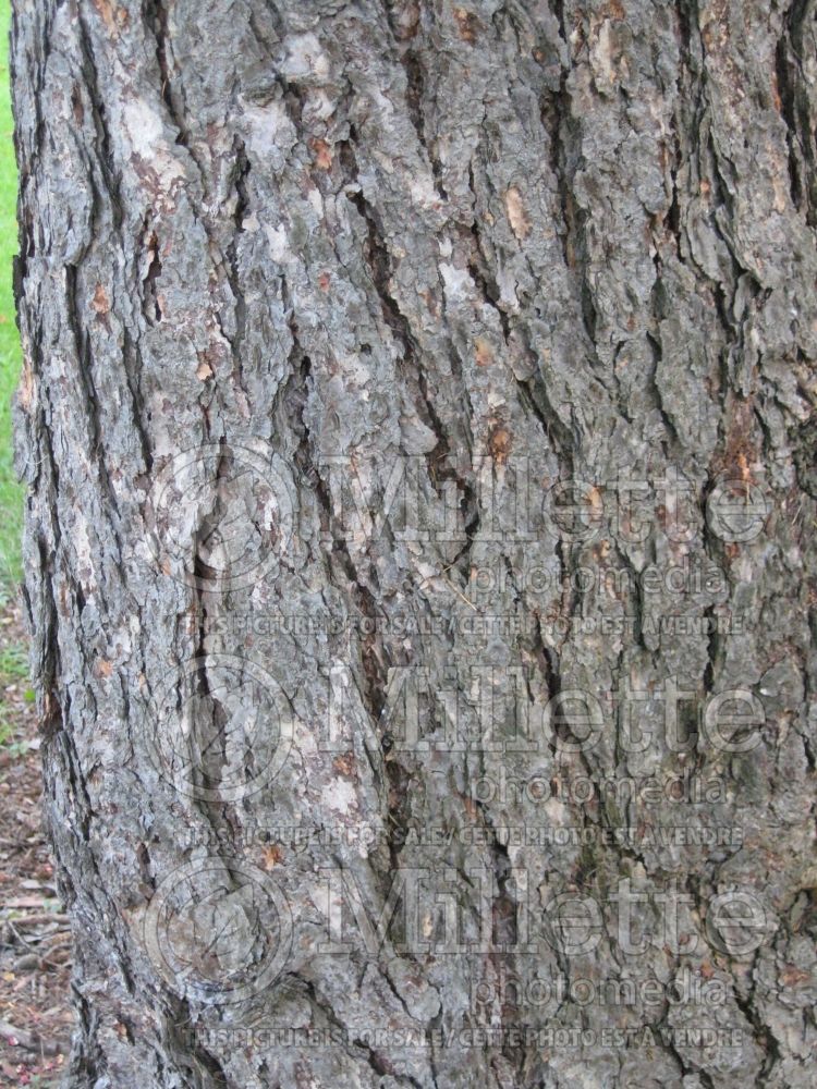 Larix laricina - bark (Larch conifer ) 3 