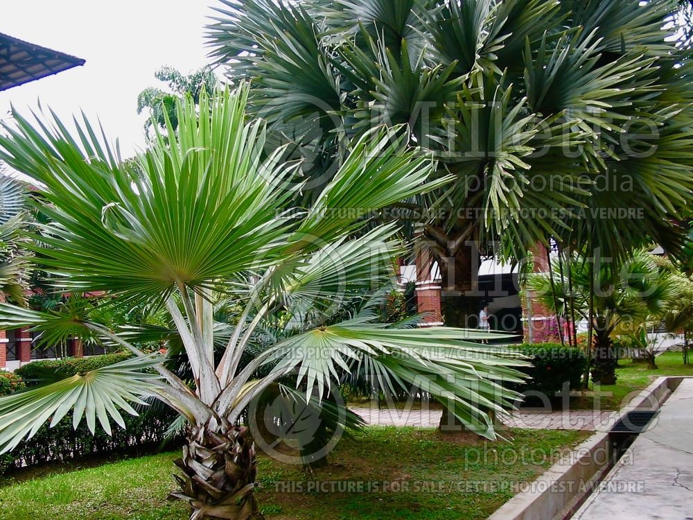 Latania loddigesii (Blue Latan Palm) 1