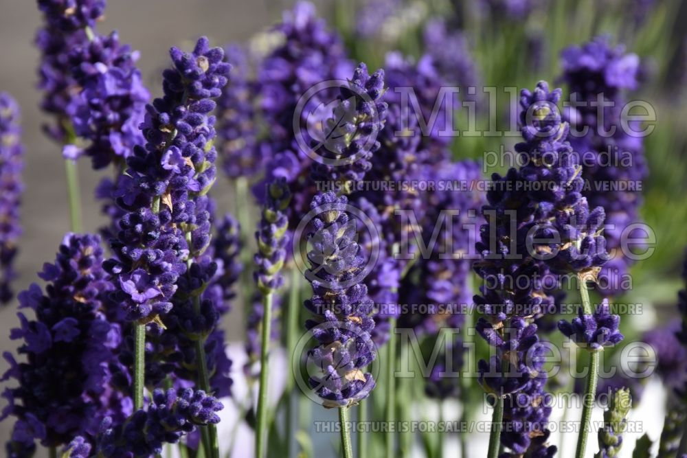 Lavandula Blue Spear (English Lavender) 1 