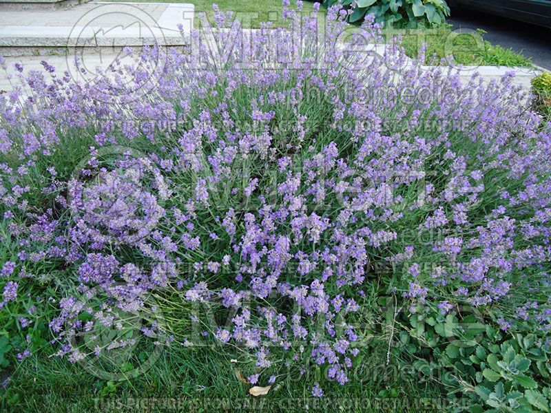 Lavandula Hidcote (English Lavender)  2