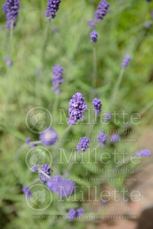 Lavandula Hidcote (English Lavender) 3