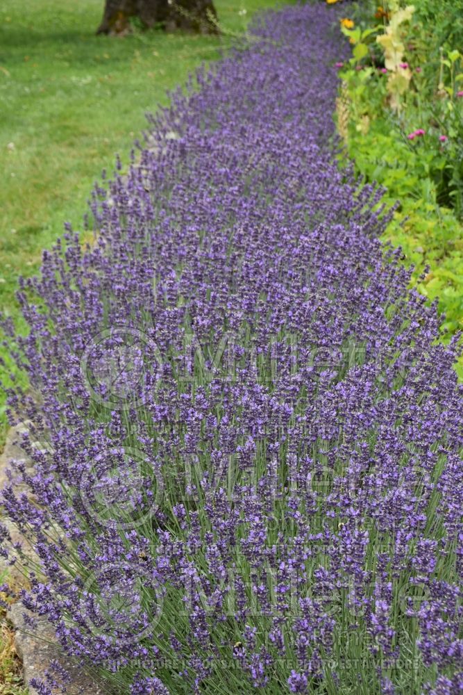 Lavandula Hidcote (English Lavender) 4