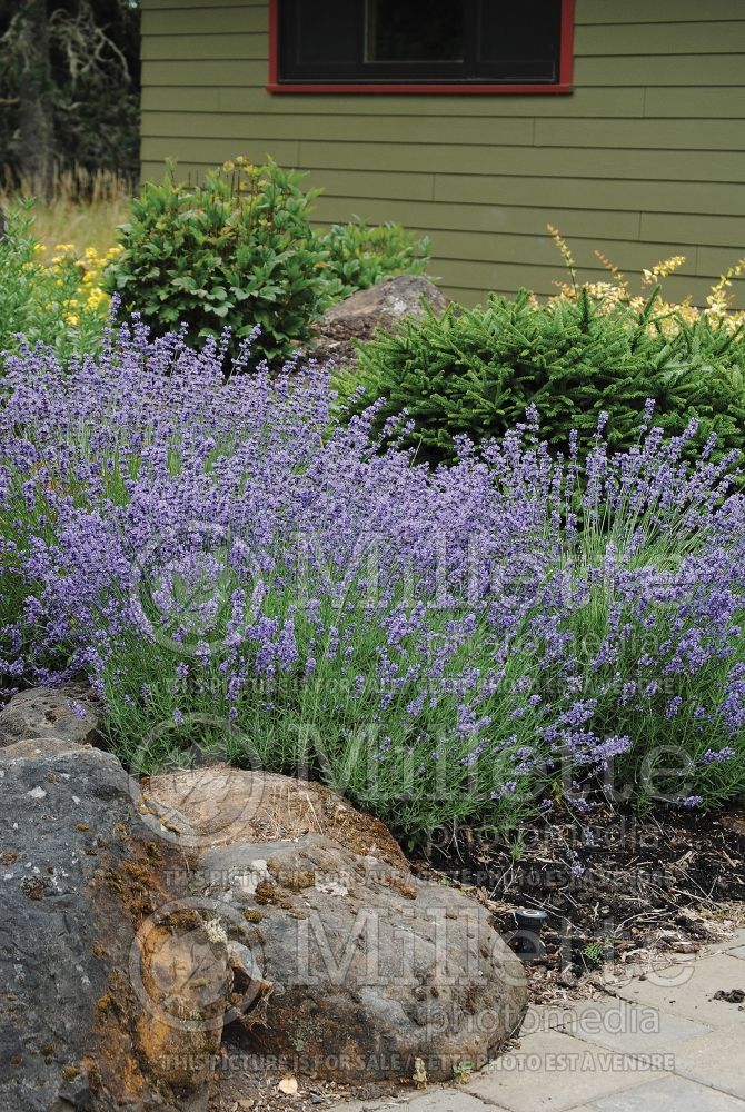 Lavandula Munstead (English Lavender) 7 