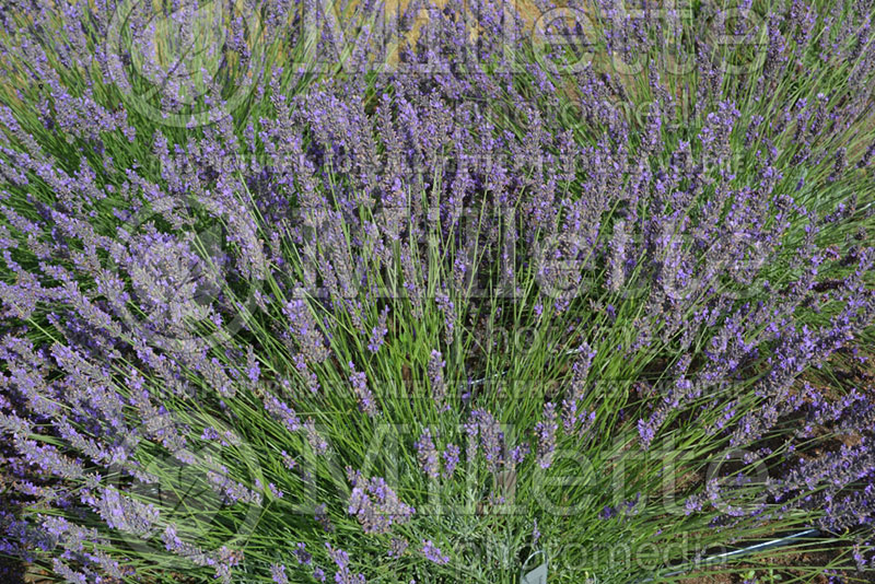 Lavandula Phenomenal (English Lavender) 1 