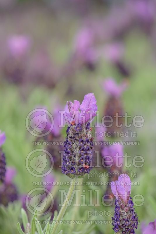 Lavandula Anouk (French or Butterfly Lavender) 2 