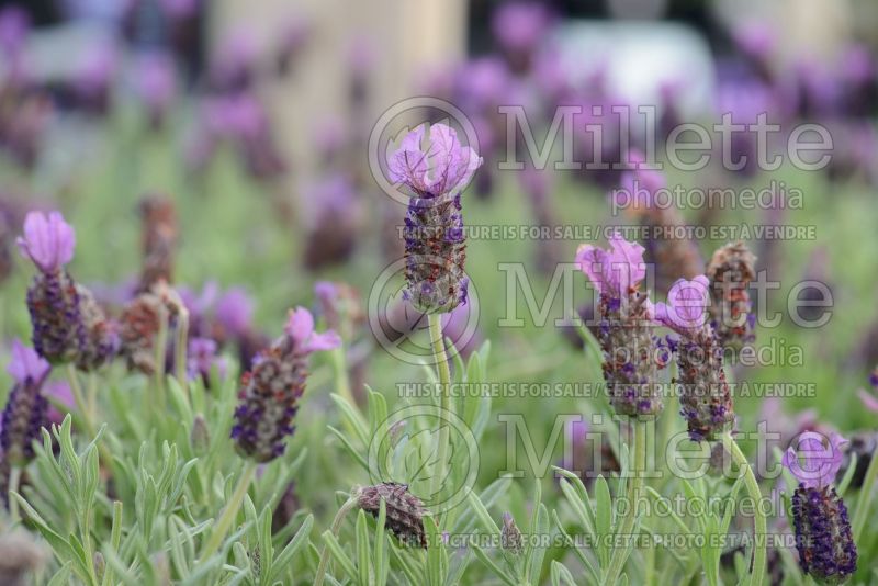 Lavandula Anouk (French or Butterfly Lavender) 3 