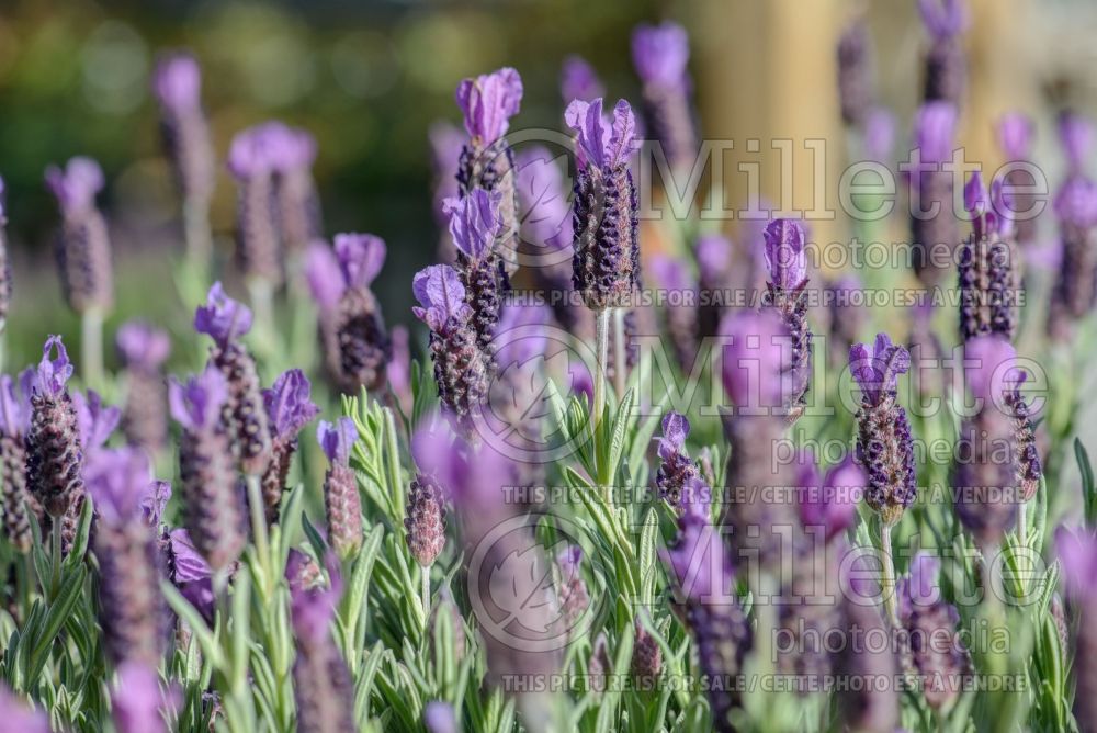 Lavandula Anouk (French or Butterfly Lavender) 4 