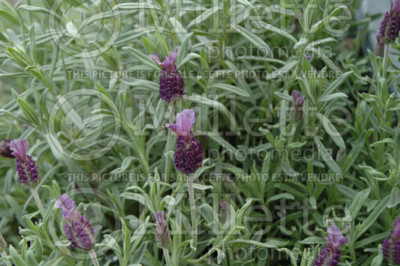 Lavandula Anouk (French or Butterfly Lavender) 1 