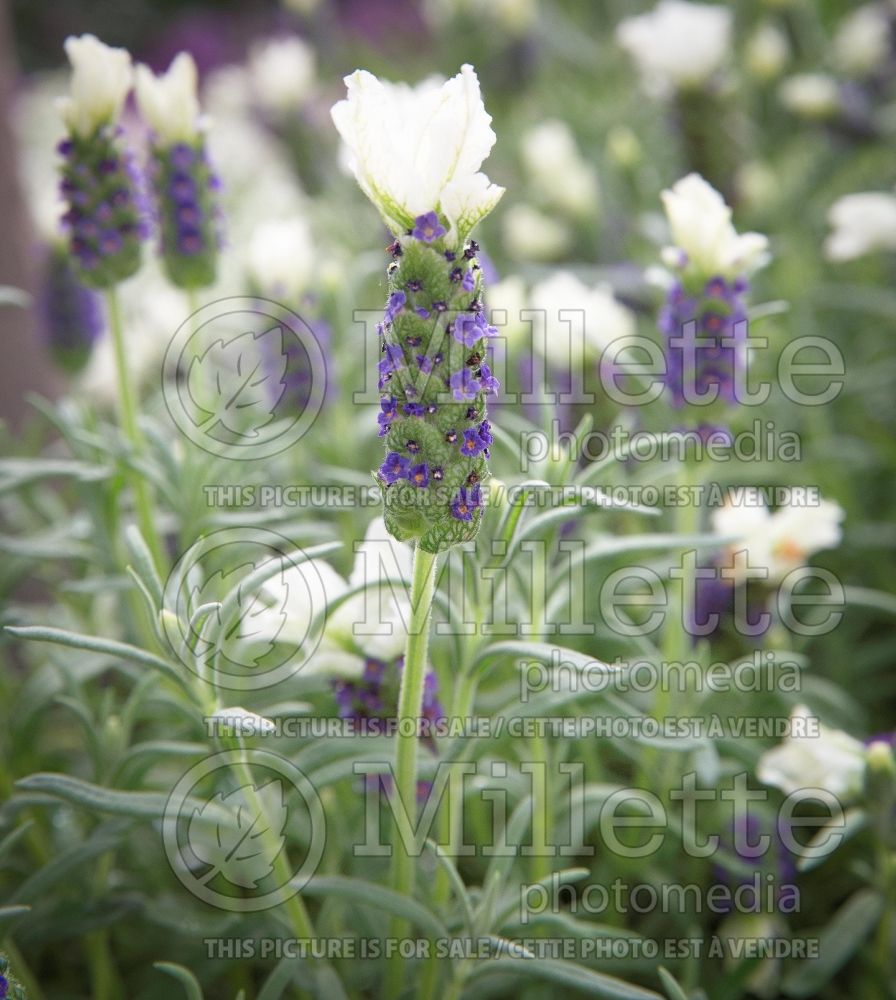 Lavandula Castellano Violet (French or Butterfly Lavender) 1 