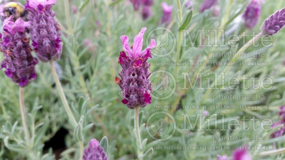 Lavandula Little Bee (French or Butterfly Lavender) 1 