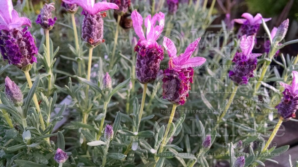 Lavandula Sugarberry Ruffles (French or Butterfly Lavender) 1 