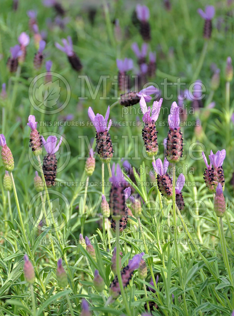 Lavandula Willow Vale (French Lavender) 1 