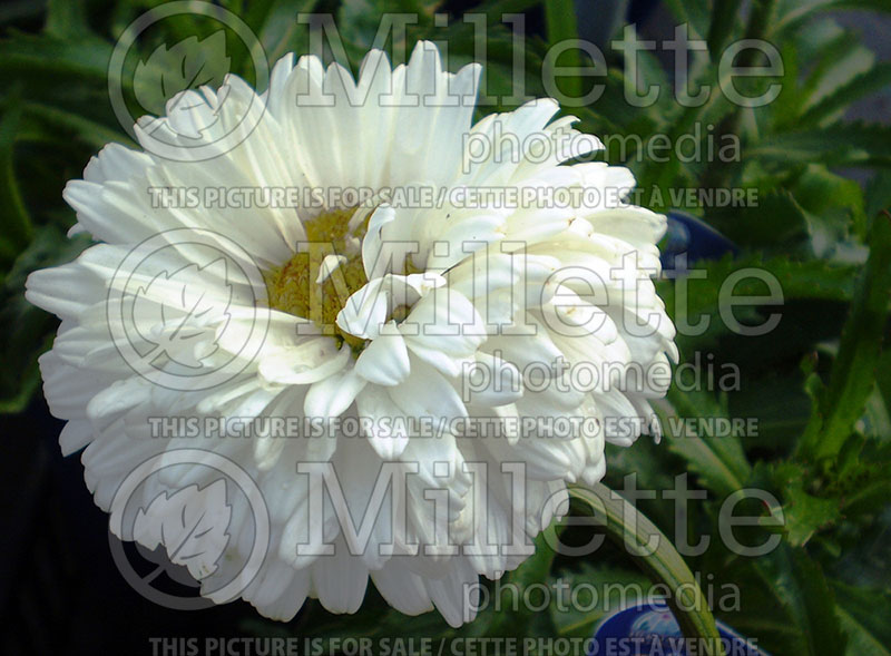 Leucanthemum Summer Snowball (Shasta Daisy)  1  