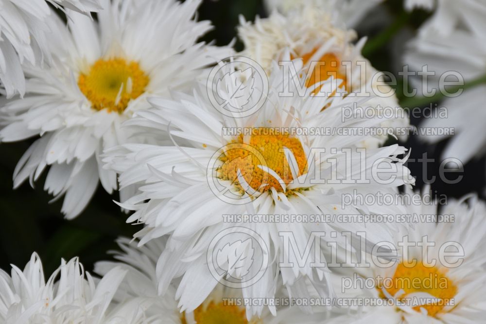 Leucanthemum aka Chrysanthemum Rebecca (Shasta Daisy) 1