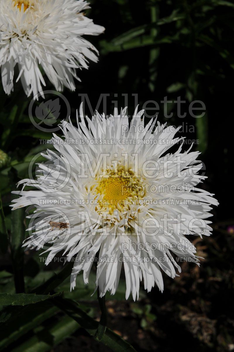 Leucanthemum Sante (Shasta Daisy) 3