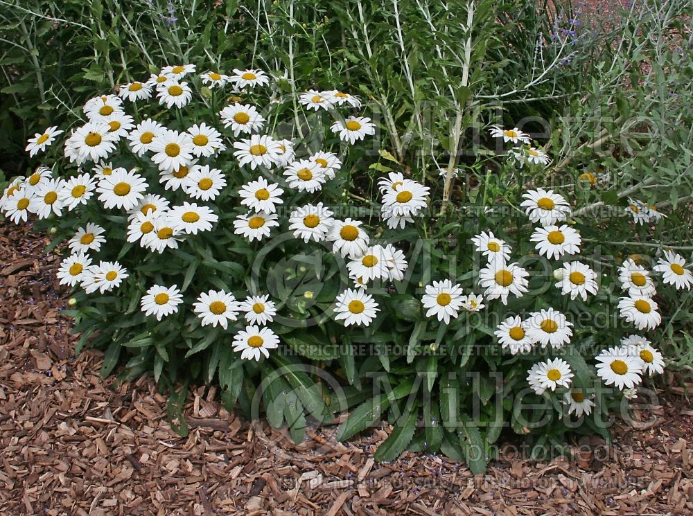 Leucanthemum Snowcap (Shasta Daisy) 3