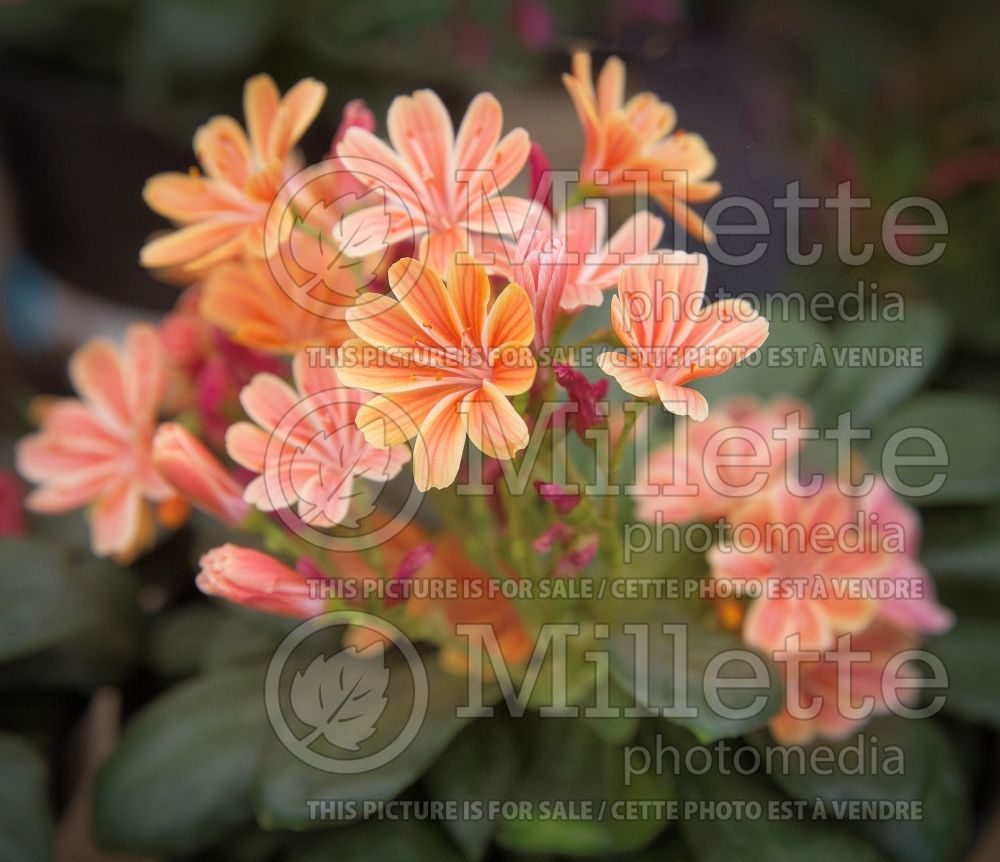 Lewisia Constant Coral (Bitter Root) 1 
