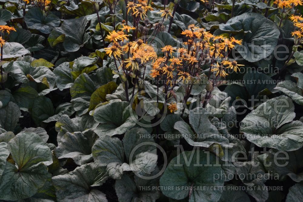 Ligularia Garden Confetti (Bigleaf Ligularia Leopard Plant Golden Groundsel) 1  