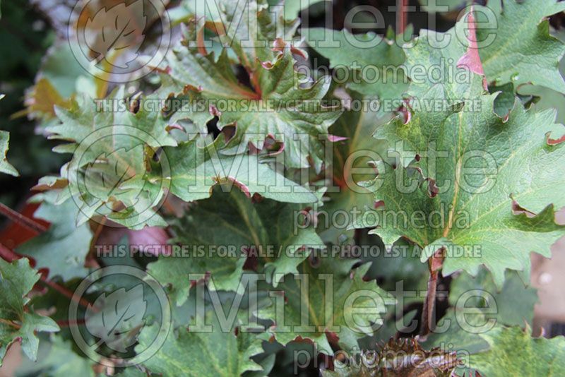 Ligularia Osiris Fantaisie (Bigleaf Ligularia Leopard Plant Golden Groundsel) 9 