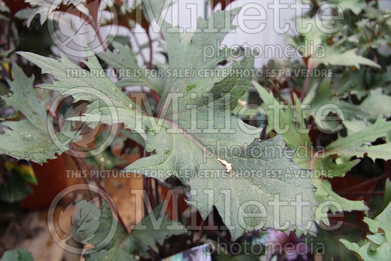 Ligularia Osiris Fantaisie (Bigleaf Ligularia Leopard Plant Golden Groundsel)  10