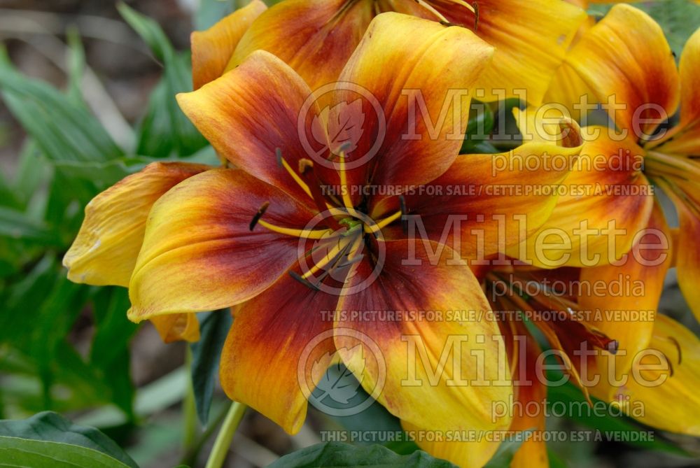 Lilium Faust (Asiatic Lily) 1