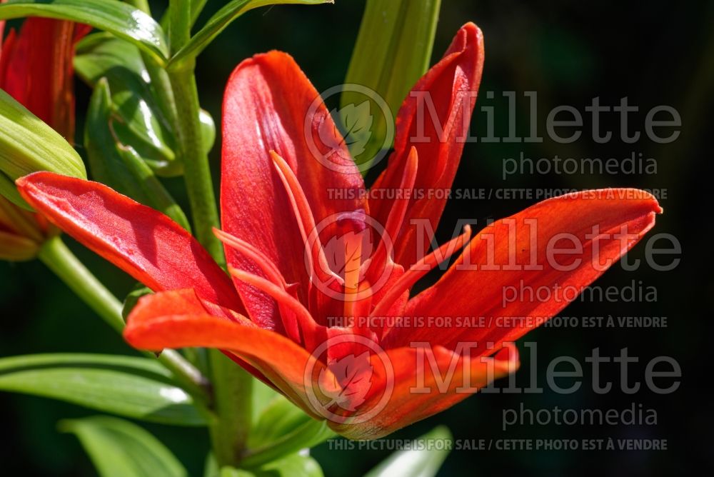 Lilium Red Twin (Asiatic Lily) 2 
