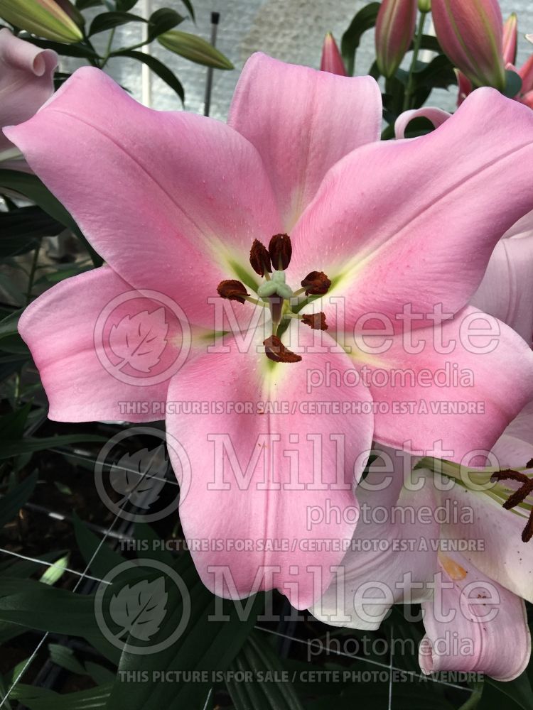 Lilium Bellamonte (Oriental Lily) 1