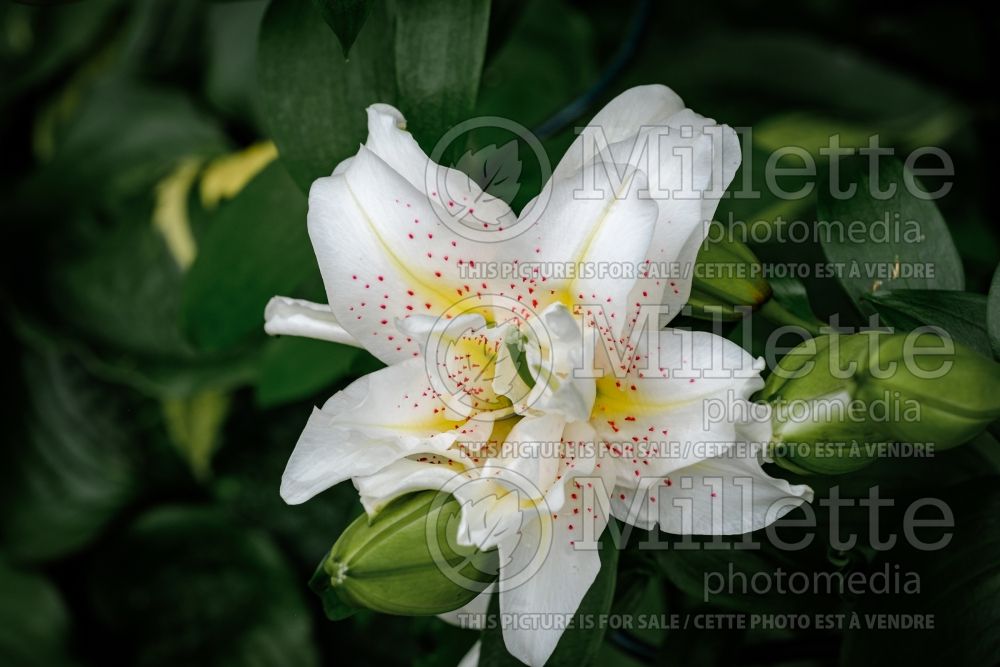Lilium Roselily Zeta (Lily) 1
