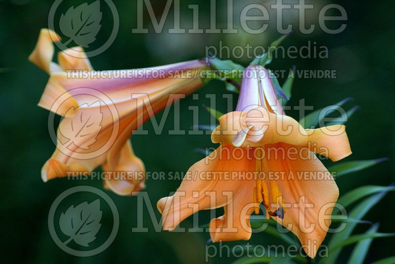 Lilium African Queen (Lily)  1