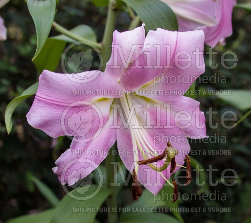 Lilium Arvandrud (Oriental Lily)  1