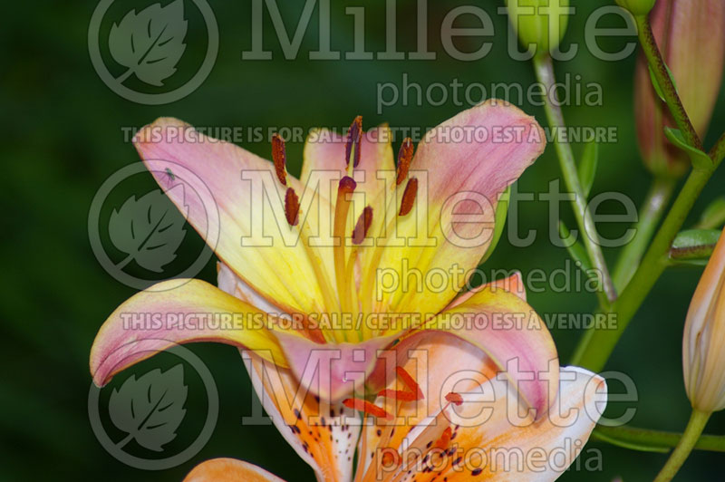Lilium Corrida (Asiatic Lily)  1