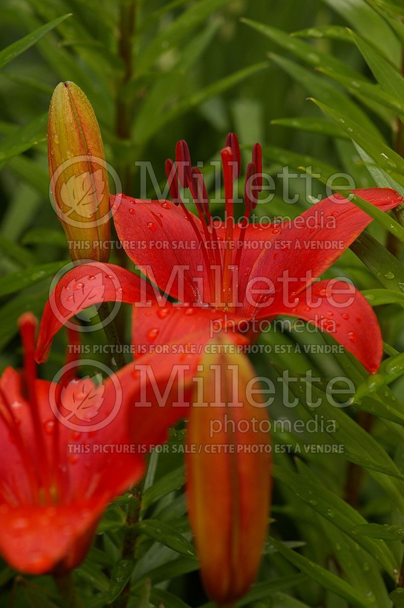 Lilium Crimson Pixie (Lily) 1
