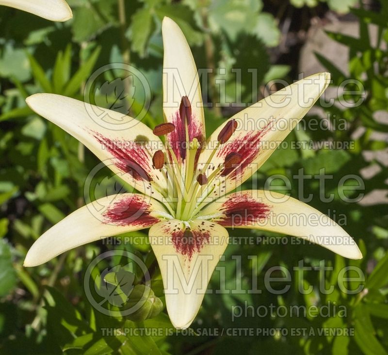 Lilium Dancing Eyes (Asiatic Lily) 2